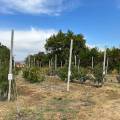 Oferta de pomi fructiferi pentru toamna anului 2023 | SDCDVP Pietroasa-Istrita