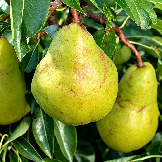 Păr Packham’s Triumph